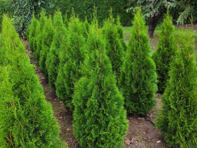Thuja Smaragd Tuja Szmaragd super jakość 100-200 cm SADZENIE TRANSPORT