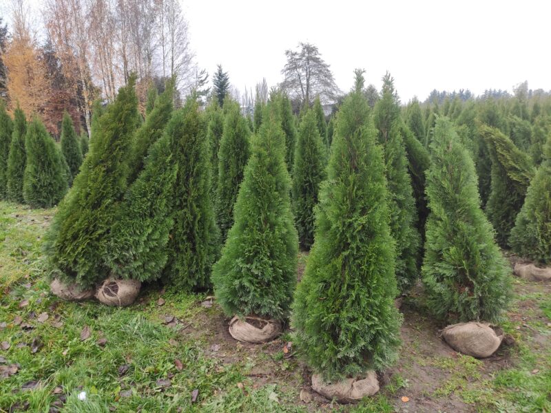 Thuja Smaragd Tuja Szmaragd super jakość 100-200 cm SADZENIE TRANSPORT