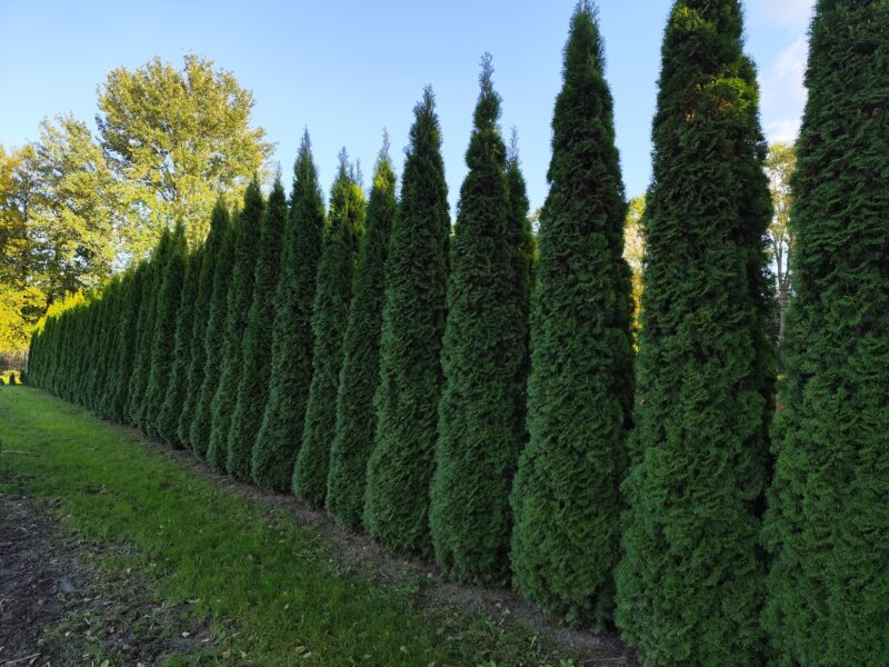 Thuja Smaragd Tuja Szmaragd super jakość 100-200 cm SADZENIE TRANSPORT