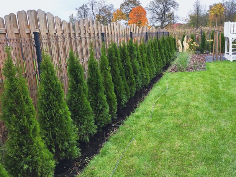 Thuja Smaragd Tuja Szmaragd super jakość 100-200 cm SADZENIE TRANSPORT