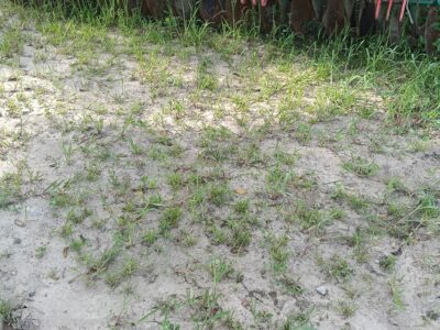 Brona talerzowa AGRO MASZ 6 m. zawieszana