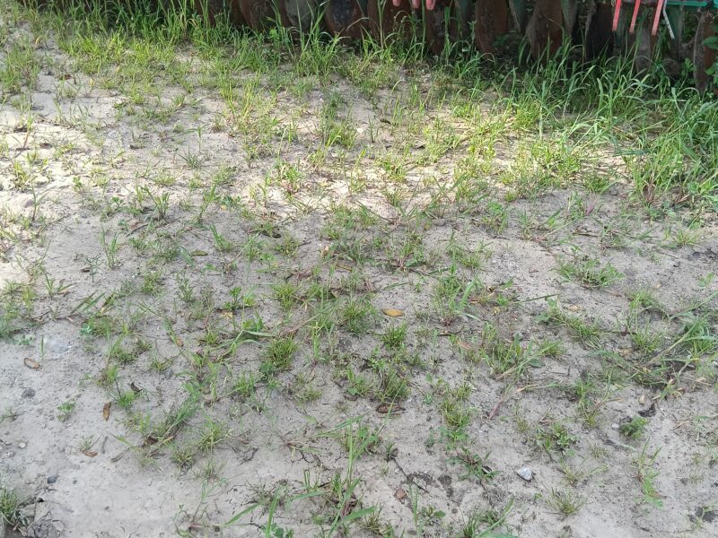 Brona talerzowa AGRO MASZ 6 m. zawieszana