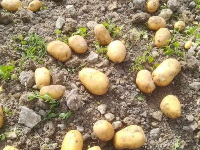 Ziemniaki ekologiczne z własnego gospodarstwa