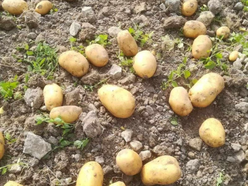 Ziemniaki ekologiczne z własnego gospodarstwa