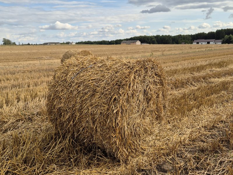 Słoma pszenżytnia