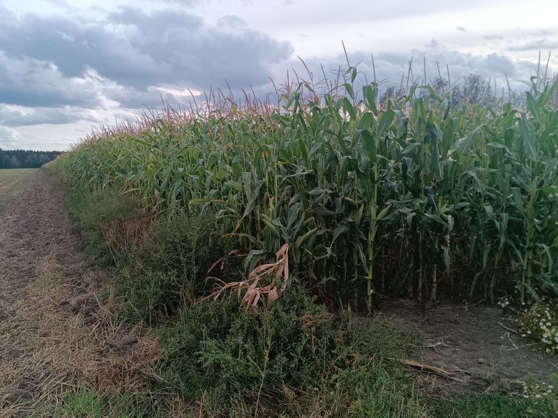 Sprzedam kukurydzę na pniu
