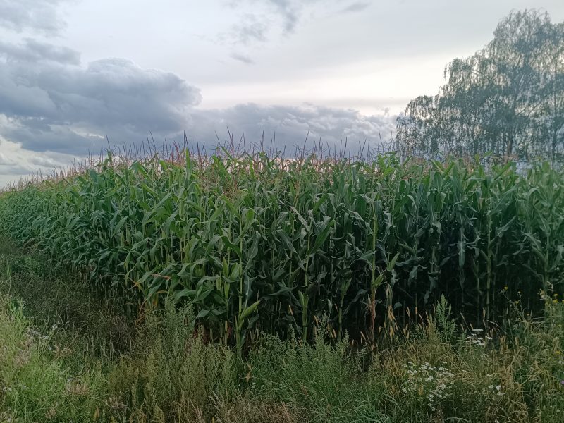 Sprzedam kukurydzę na pniu