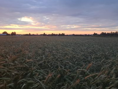 Żyto Hybrydowe po CN, o parametrach konsumpcyjnych