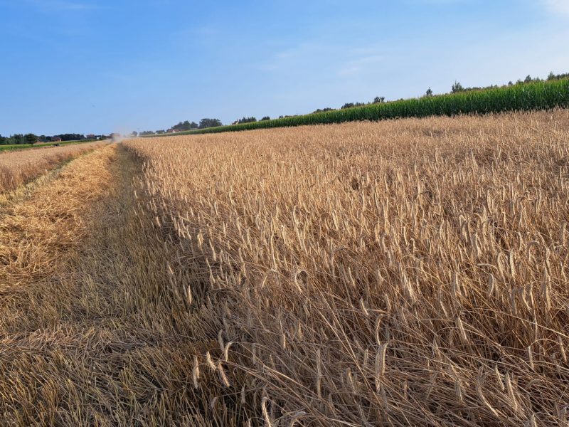 Żyto Hybrydowe po CN, o parametrach konsumpcyjnych
