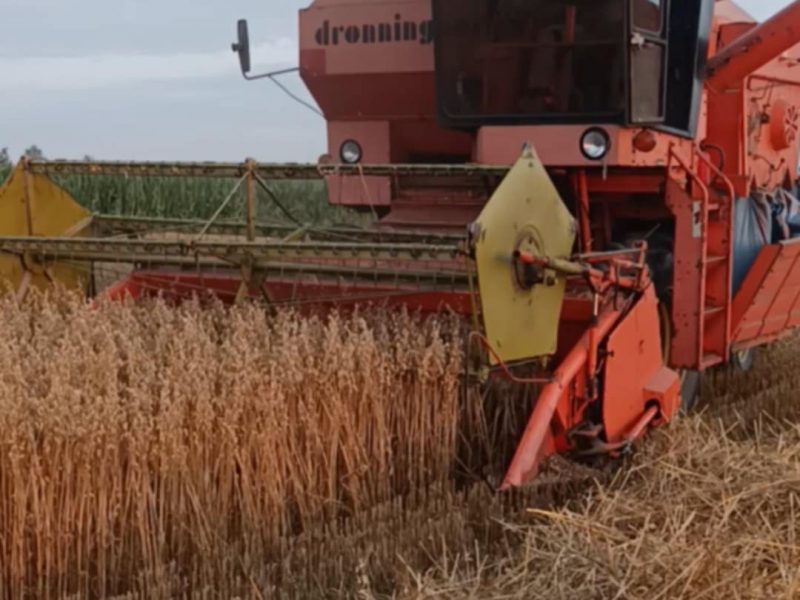 Dronningborg D1200